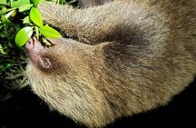 Night Walk Experience in Wildlife Refuge Monteverde