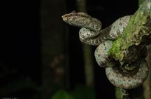 Night Walk Experience in Wildlife Refuge Monteverde