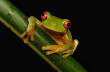 Night Walk Experience in Wildlife Refuge Monteverde