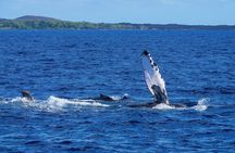 Whale Watching Aboard Winona Catamaran