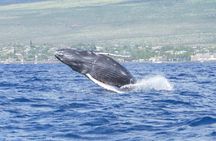 Whale Watching Aboard Winona Catamaran