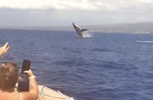 Whale Watching Aboard Winona Catamaran