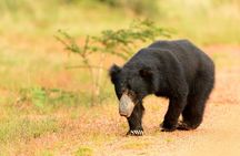 All Inclusive Yala National Park Full Day Safari
