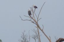 Minneriya National Park Private Safari from Habarana