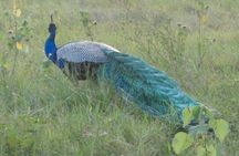 Minneriya National Park Private Safari from Habarana