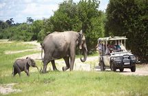 Chobe Boat Cruise & Game Drive Day Trip From Livingstone