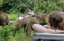 Half Day Safari Guided Tour