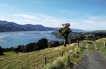 Dunedin City, Wildlife and Larnach Castle