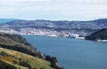 Dunedin City, Wildlife and Larnach Castle