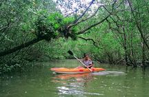 Kayaking Mangroves tour