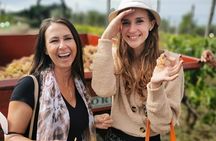 Half-Day Minardi Wine and Food Tour in Frascati