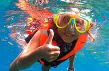 Snorkel with whale sharks includes equipment & transportation