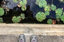 Guided Shared Group Forest Bathing Session in Serene Woodland Park