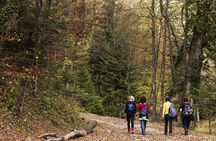 Guided Shared Group Forest Bathing Session in Serene Woodland Park