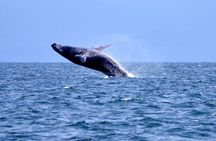 Tour with Whale Watching in Samaná, Beach and Waterfall