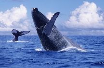 Tour with Whale Watching in Samaná, Beach and Waterfall