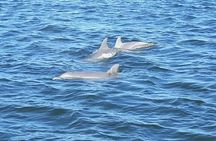 Orange Beach Dolphin Eco Boat Tour
