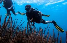 Half Day Diving adventure with Transportation Included