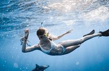 Oahu Open Water Shark Diving Experience