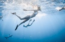 Oahu Open Water Shark Diving Experience