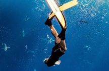 Oahu Open Water Shark Diving Experience
