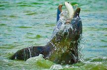 Ten Thousand Islands Eco/Dolphin Tour