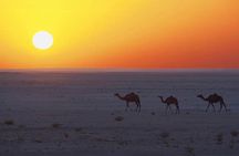 Desert Safari in Empty Quarter with Dune Bashing 