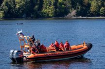 Winter Victoria Whale and Wildlife Zodiac Tour