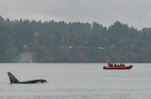 Victoria: Winter Whale Watching & Marine Wildlife Tour