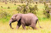 2-Day Safari to Tarangire National Park and Ngorongoro Crater