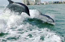 Private Best of Marco Island Dolphin Tour