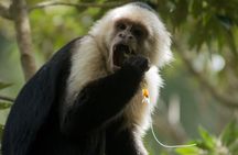 Monteverde Cloud Forest Guided Tour