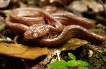 Monteverde Cloud Forest Guided Tour