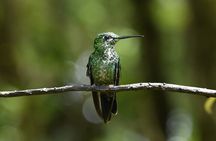 Monteverde Cloud Forest Guided Tour