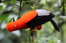 MANU 4 Days to National Park Ecological Tour