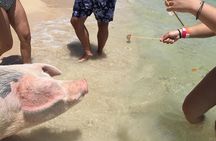 Private Swim With Pigs and Snorkeling in Paradise Tour