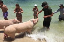 Private Swim With Pigs and Snorkeling in Paradise Tour