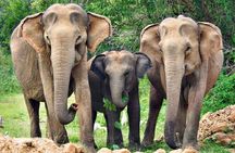 All Inclusive Yala National Park Full Day Safari