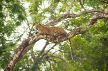 All Inclusive Yala National Park Full Day Safari