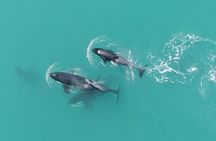 Alaska Whale Watching with bonus Drone viewing of Whales