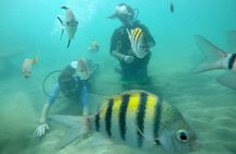 Discover Scuba Diving in San Juan: Perfect for First-Time Divers