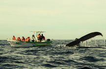 Whale Watching Experience