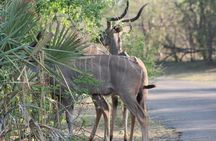 2-Day Camping Safari in Chobe National Park from Victoria Falls