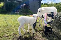 Magical Creatures Sanctuary Private Tour
