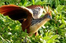 5-days Private Manu Jungle Tour with Waterfalls and Hot Springs