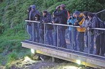 Guided Evening Penguin Viewing Otago Peninsula, Dunedin, New Zealand