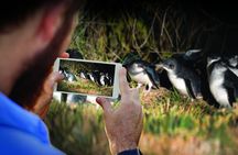 Guided Evening Penguin Viewing Otago Peninsula, Dunedin, New Zealand