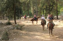 Horse Riding Tour in Bodrum with Hotel Pick Up
