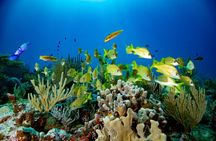 Discovery Scuba Diving !!