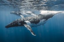 Private Whale Watching and Coastal Swimming Tour Honolulu